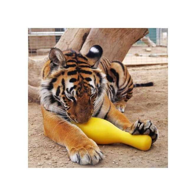 Tuggo Shake N Fetch - Medium - von Tigern getestet!