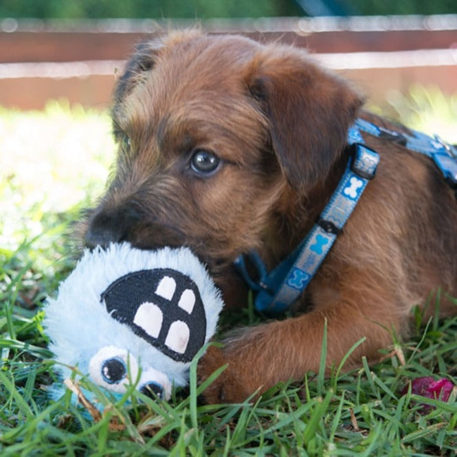 ROGZ FLUFFY GRINZ Welpenball, 6,4 cm