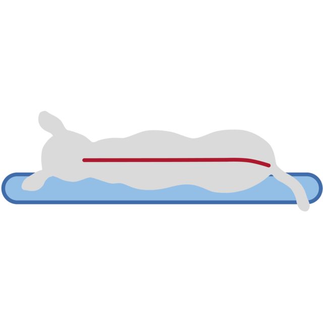 Trixie Vital Kissen Bendson - oval